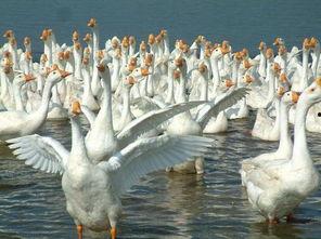 17草吃瓜网黑料爆料视频在线看 网红大鹅,17草吃瓜网黑料爆料视频大揭秘